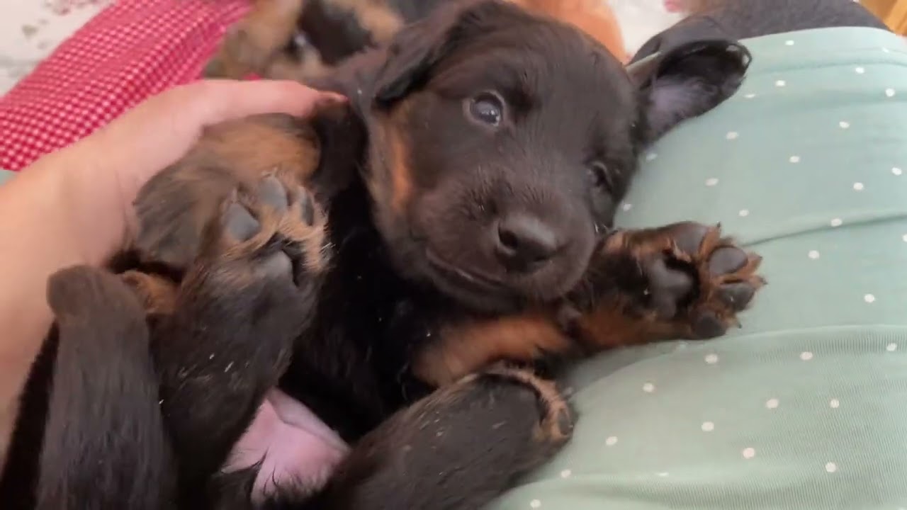 “F” Eldunarya - 25 dní (1. část)