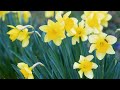 Нарциссы желтые цветут. Яркие Нарциссы весной | Футажи красивая природа [4K]