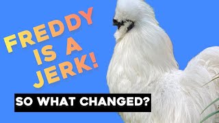 Why Is Our Rooster Being Nice Now? | Silkie Chickens | Backyard Chickens