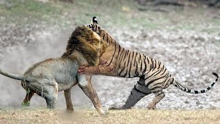 Tiger vs Lion Real FightㅣWho will win a fight between a tiger and a lion 호랑이 vs 사자