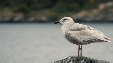 Learn what’s to love about gulls | Gulls