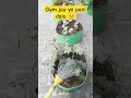 Gym jau ya pani dalu 😢 #garden #kitchingarden #houseplants #gardeningvideos #kitchengarden #plants