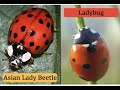 What's the Difference Between Ladybugs and Asian Lady Beetles?