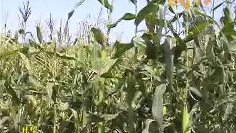Eritrean TV   Zena   Good Development of Agriculture in Imni Zelim Nius Zoba Dbarwa   HQ