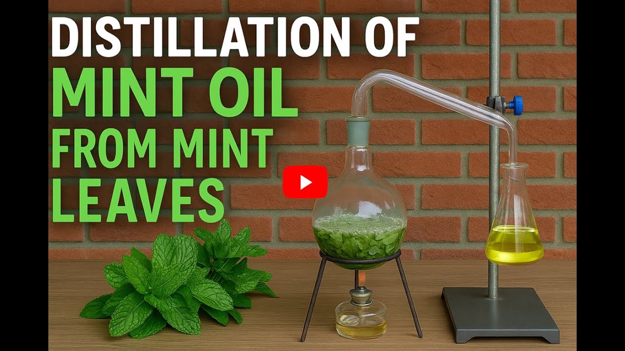 Distillation of Mint Oil from Mint Leaves | Department of Chemistry | VPTC | 