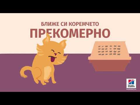 Видео: Декларирането може да доведе до дългосрочни проблеми за котките