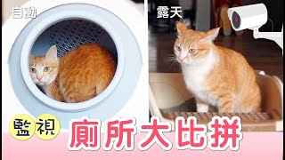 監視貓咪上廁所喜歡自動貓砂盆or 露天便所傲嬌爸的養貓日常