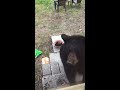 Bear video by Brielle Sebold