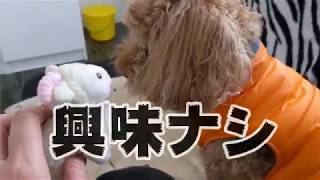 おもちゃでは遊ばない、トイプードルのサブローと吹雪