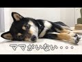 ママがいなくなってさみしそうな豆柴