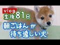 【生後81日】朝ごはんが待ち遠しい犬【豆柴】- Shiba Inu puppy waiting for breakfast