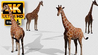 Giraffe | The Tallest Land Animal Green Screen  - Footage 4K