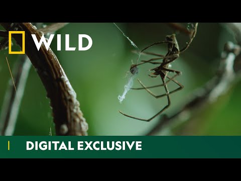 Video: Hvor bor tragt-spiders?