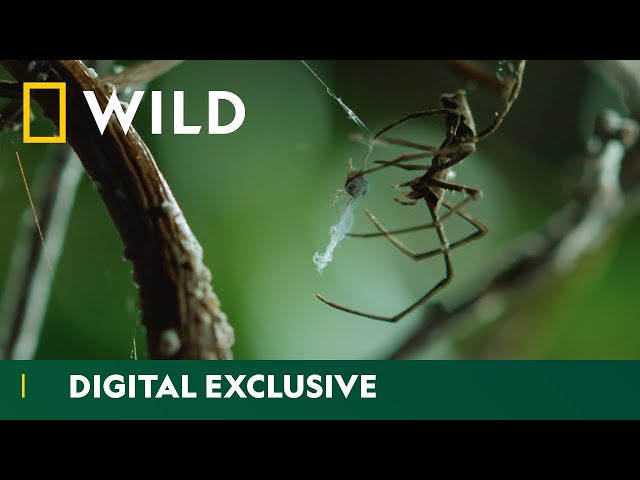 Discover the amazing diversity of spider webs | Wild Hunters  | National Geographic Wild UK class=