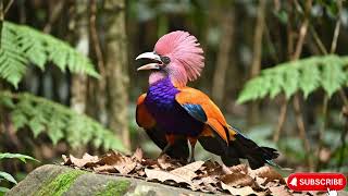 Top 50 Most Amazing Birds to Soothe Your Soul in 4K ASMR π¦π