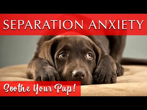 Calming Music to Soothe Anxious Dogs and Puppies | WORKS GREAT!