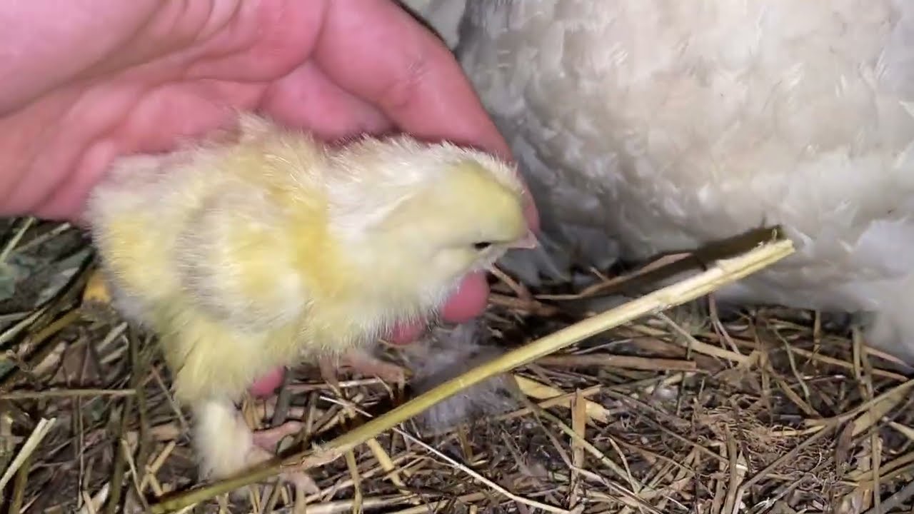 Вывод цыплят! 🐣🐔 Василиса дождалась ♥️🐣🙏