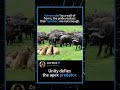 Surrounded by a wall of horns, the pride realizes their numbers are not enough.