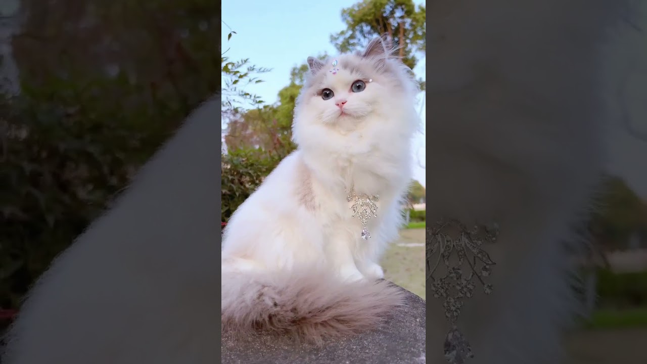 😻✨ The Most Beautiful Cat Princess Ever | Fluffy Royal Kitty 👑💎 