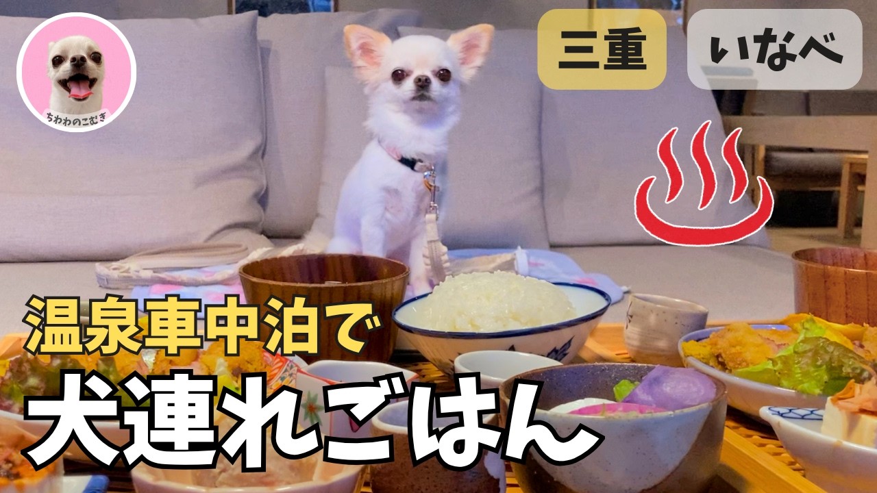 【三重いなべ】犬連れOK！温泉で車中泊＆室内ごはんをチワワと満喫