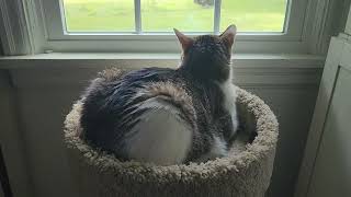 Update on My Kitty's Health