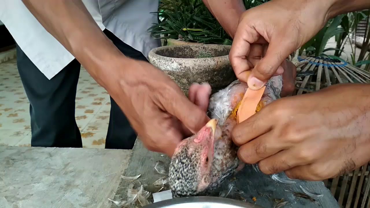 Cara obati luka robek pada Ayam