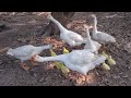 Goose nest with baby goose | Pet Life