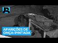 Onça-pintada é capturada depois de quase um ano em Corumbá (MS)