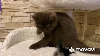 187 British kitten by Miamurr cattery Питомник кошек 30 views 2 years ago 24 seconds