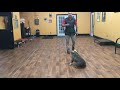 San antonio dog training co trueman 2nd week