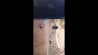 JUMPING SPIDER VS. BEE! [HD]