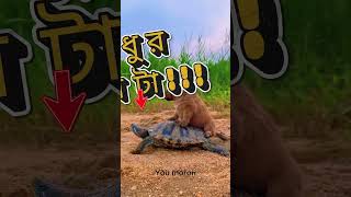 Funny Dog Memes That Will Make You Cry Laughing 😂  Turtle vs Rabbit Twist! #shorts #shortsvideo