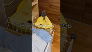 回し車で部屋んぽ終了と思いきやまだ走りたいチンチラ＃chinchilla＃チンチラ＃shorts