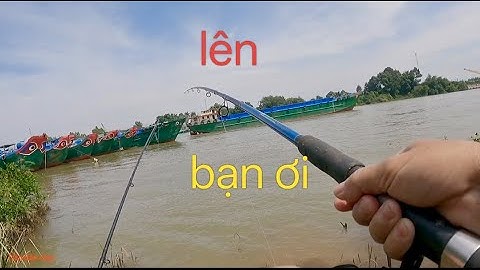 Câu cá sông bãi này hôm nay cần nào cũng dính cá//câu cá sông Đồng nai