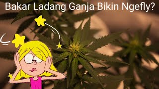 Apakah Membakar Ladang Ganja Bisa Bikin Ngefly?