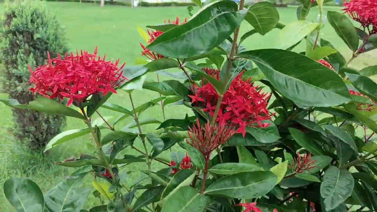 Sundar Garden uske upar Sundar Sundar Phool