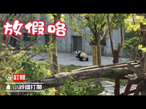 《熊貓早晚安》放假咯，去玩咯 | iPanda熊貓頻道
