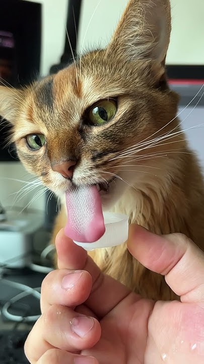 how-do-cats-drink-water-cat-youtube