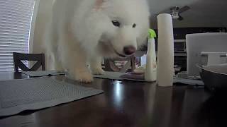 Lexi the Samoyed caught on cam by Tom Brown 10,739 views 5 years ago 3 minutes, 57 seconds