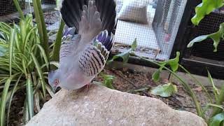 ozzy the Australian crested pigeon/dove going nuts with his dance