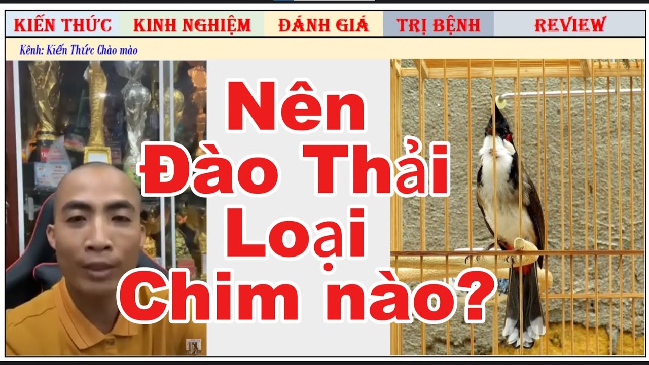 Kinh nghiệm để đào thải các chú chim chào mào không cần thiết/Tiến Lập