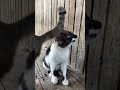 Cute cats #cat #cute #kitten #cutecat #catshorts #meow