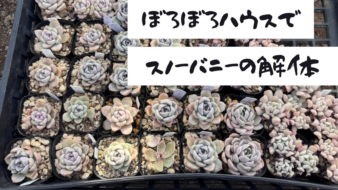 【多肉植物】多肉の植え替え~作業動画~