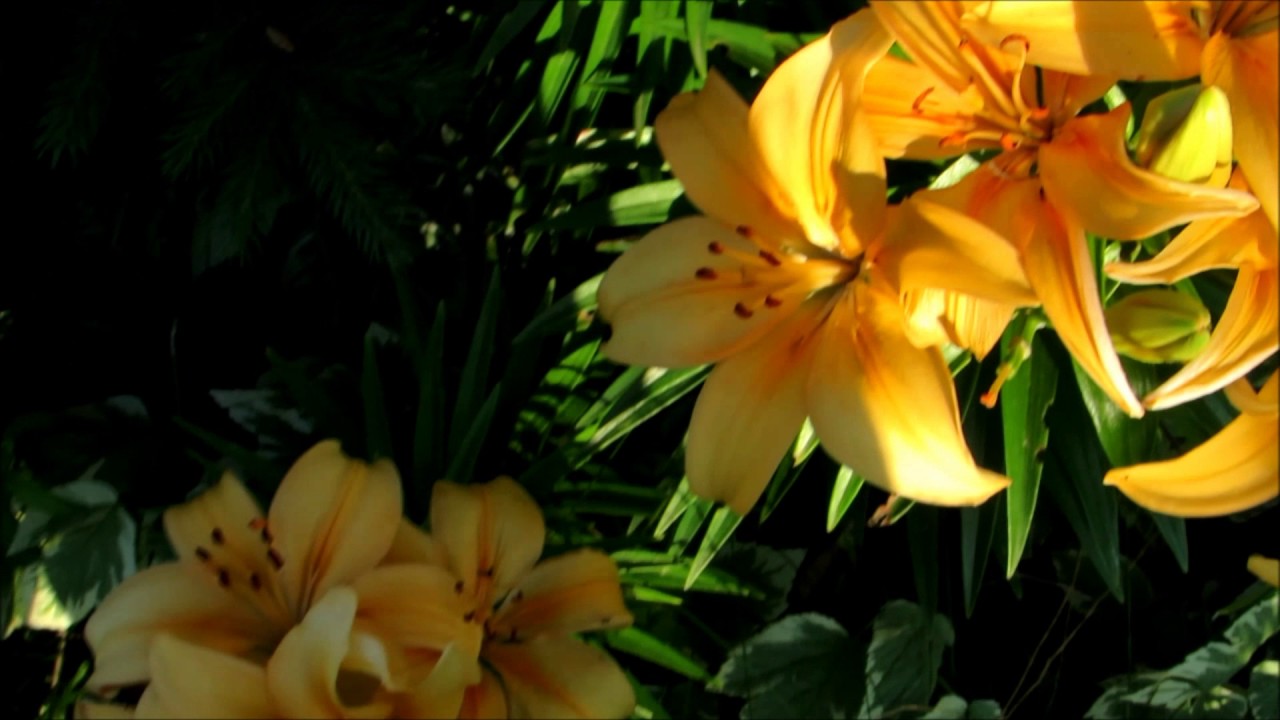 🌸🌹My beautiful flower gardens tour on the first day of summer June.21,2017🌹🌸 YouTube