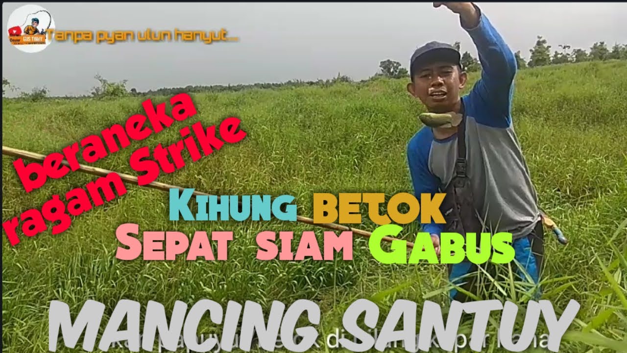 Mancing ikan umpan toman || mancing tegek