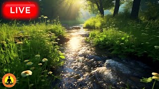 🔴 Relaxing Music 24/7, Sleep Music, Stress Relief Music, Spa, Meditation, Yoga, Zen, Flowing River