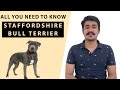 REALLY WANT AN English Staffordshire bull terrier|Staffordshire bull terrier India| Pitbull terrier