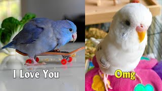 Funny Parrots Videos Compilation cute moment of the animals - Cutest Parrots 2020 #01 #Shorts