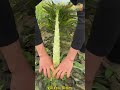 Harvesting lettuce is a straightforward and quick process