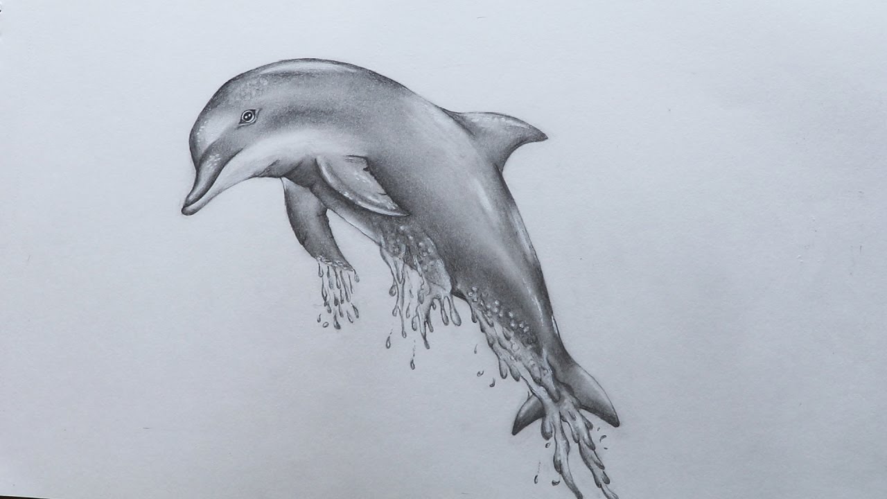 How to Draw Dolphins  Online Art Lessons